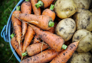 Foto von erntefrischen Karotten und Kartoffeln, die noch dreckig von der Erde sind