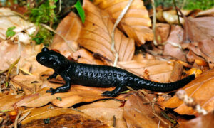Foto eines jungen Alpensalamanders