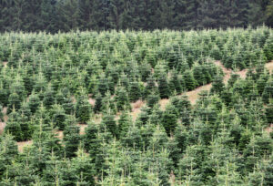 Foto einer Tannenplantage