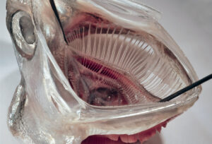 Foto eines geöffneten Fischmauls