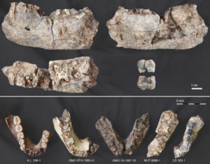 Kieferfossilien im Vergleich