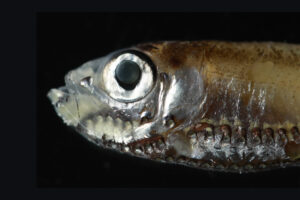 Maurolicus mucronatus