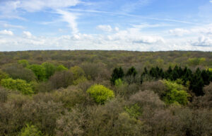 Wald in Thüringen