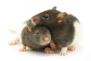 Ratten