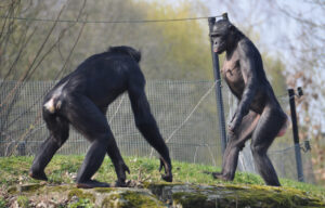 Bonobos