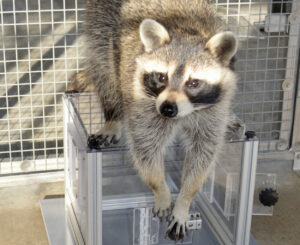 Waschbär mit Knobelbox