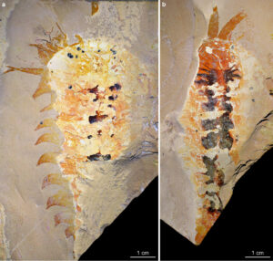 Fossil