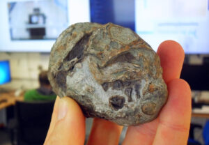 Lystrosaurus-Fossil