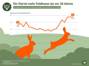 Hasenbestände