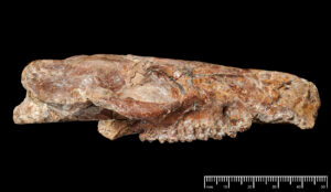 Foto eines fossilen Schädels von Pliolophus vulpiceps
