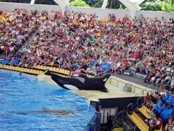 BLACKFISH_3_S.jpg