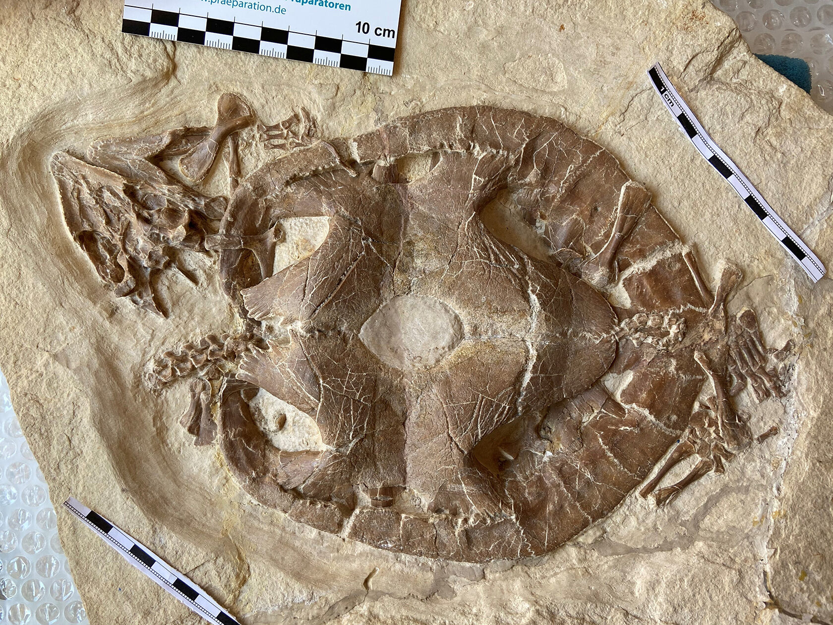 Ein Fossil einer Schildkröte aus der Jurazeit