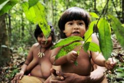 Copyright-Survival-International.jpg