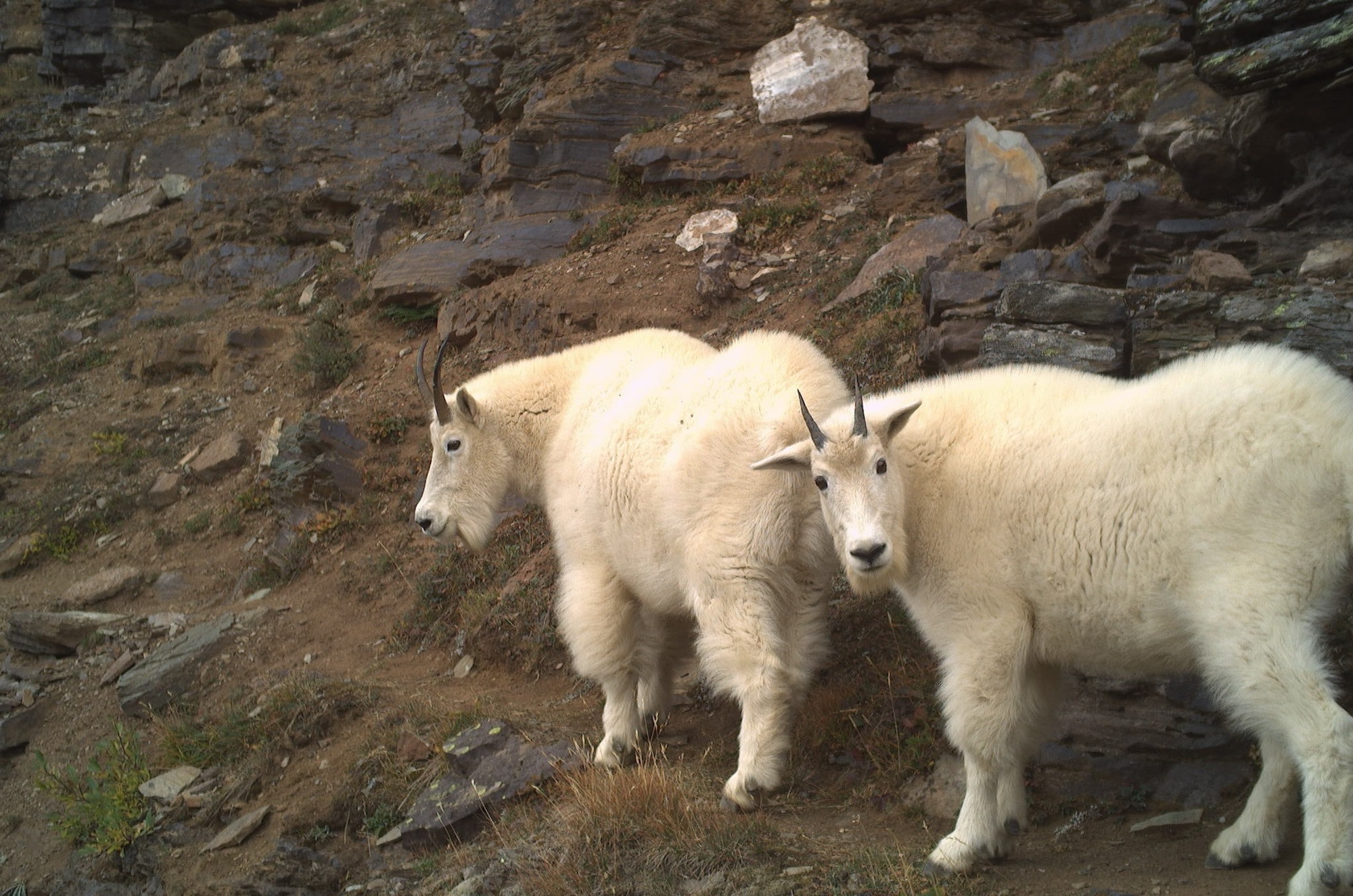 Wildtiere in der Coronapandemie