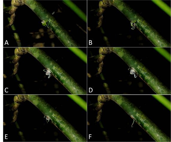 Frosch Fortpflanzung