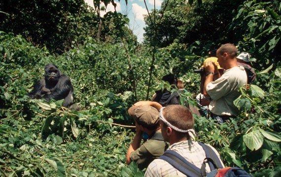 Gorillatour.jpg