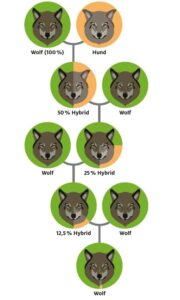 Grafik_Hybride_Wolf_Hund.jpg