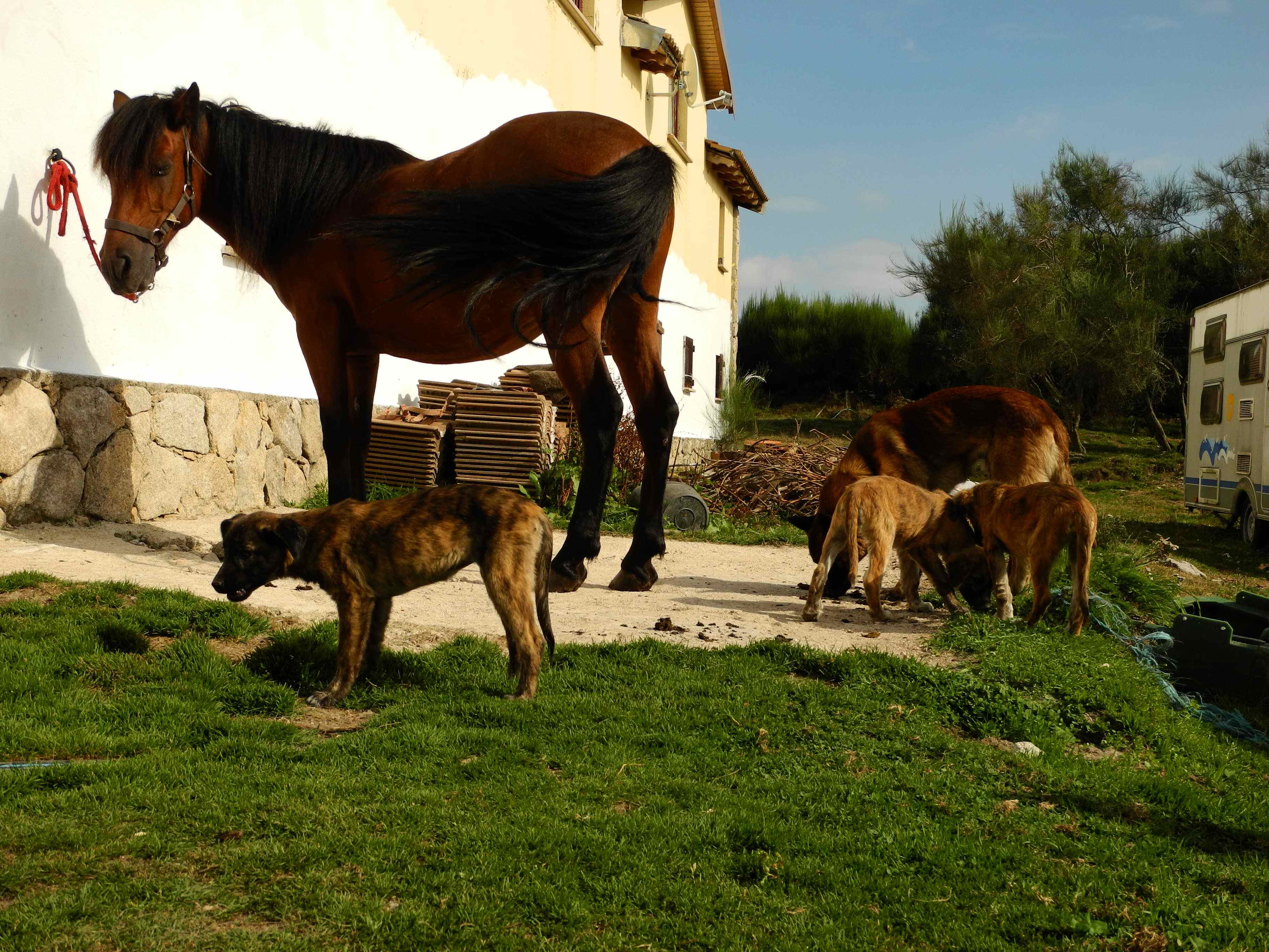 Hunde und Pferde bestimmen das Leben der Bauern und Schäfer im Norden Portugals.