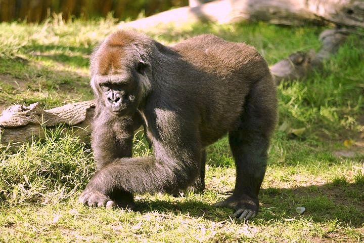 Lightmatter_silverback_gorilla.jpg Lightmatter_silverback_gorilla.jpg