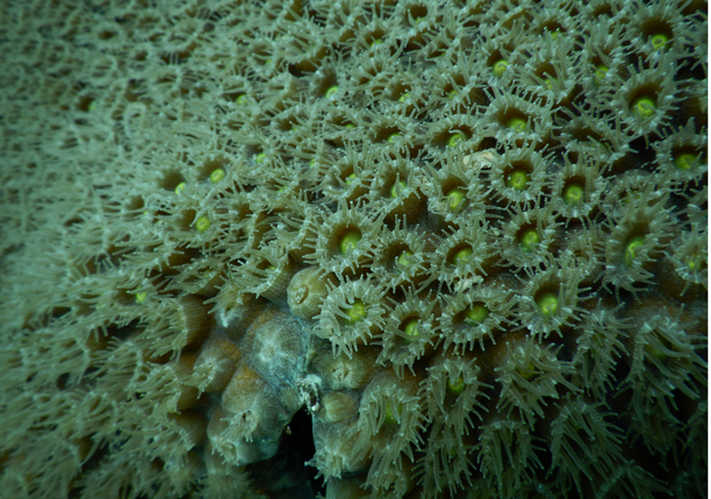 Sternkorallenkolonie (Montastraea cavernosa)