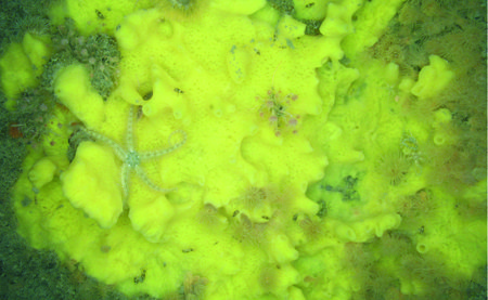 Halichondria-panicea_L-Gutow