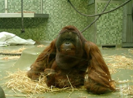Orang Utan Pro Wildlife