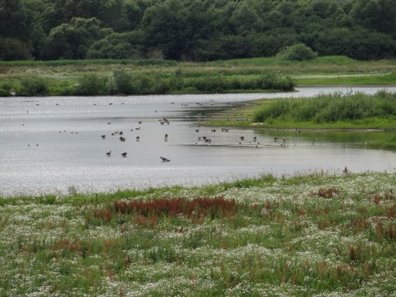 Die Elbtalaue in Brandenburg