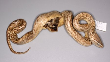 Python-sebae_Felsenphyton_Tillack_MfN