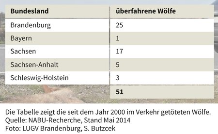 NABU Verkehrsopfer Wolf