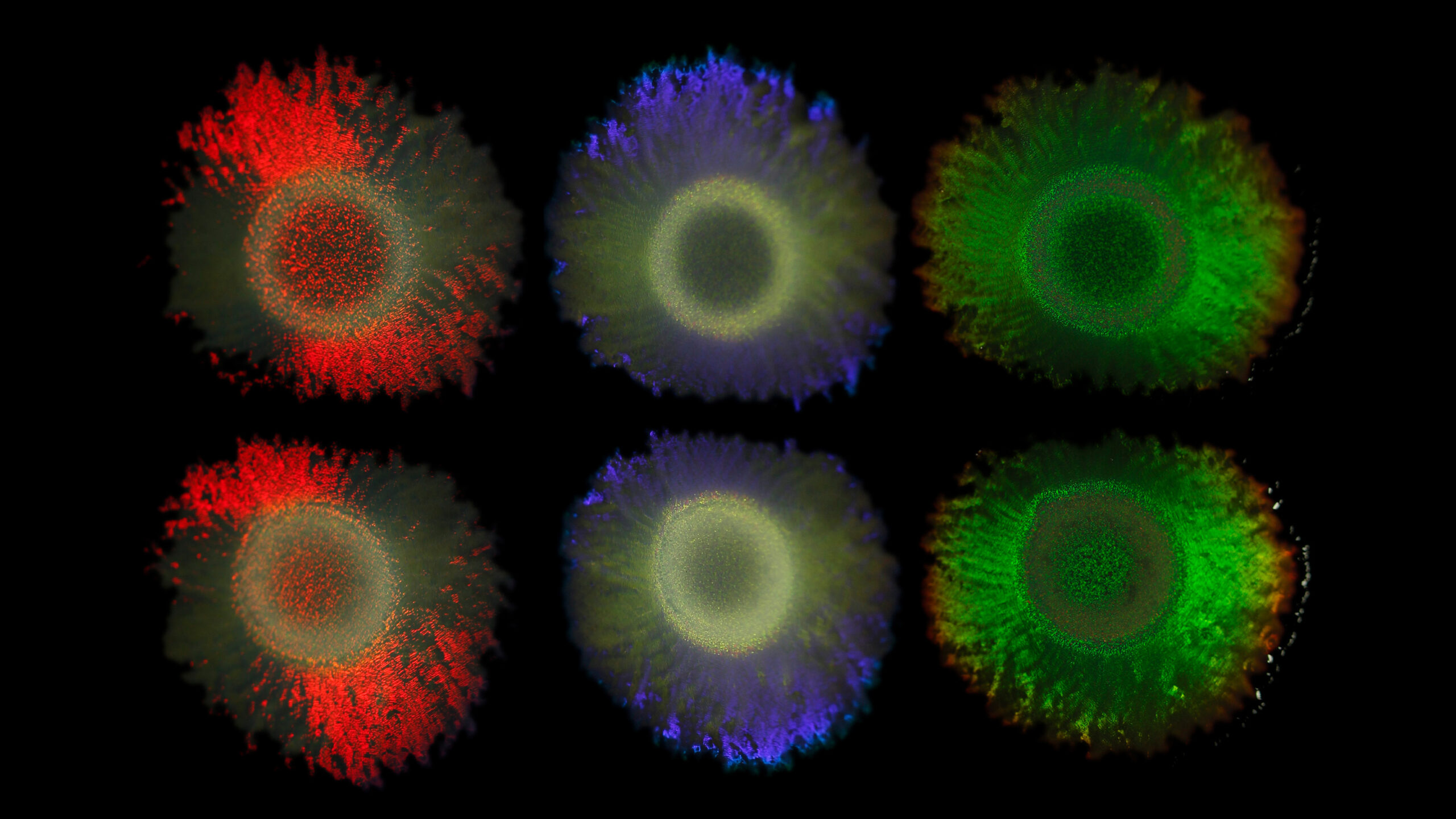 Das Meeresbakterium Marinobacter alginolytica schimmert durch Lichtbrechung in verschiedenen Farben.