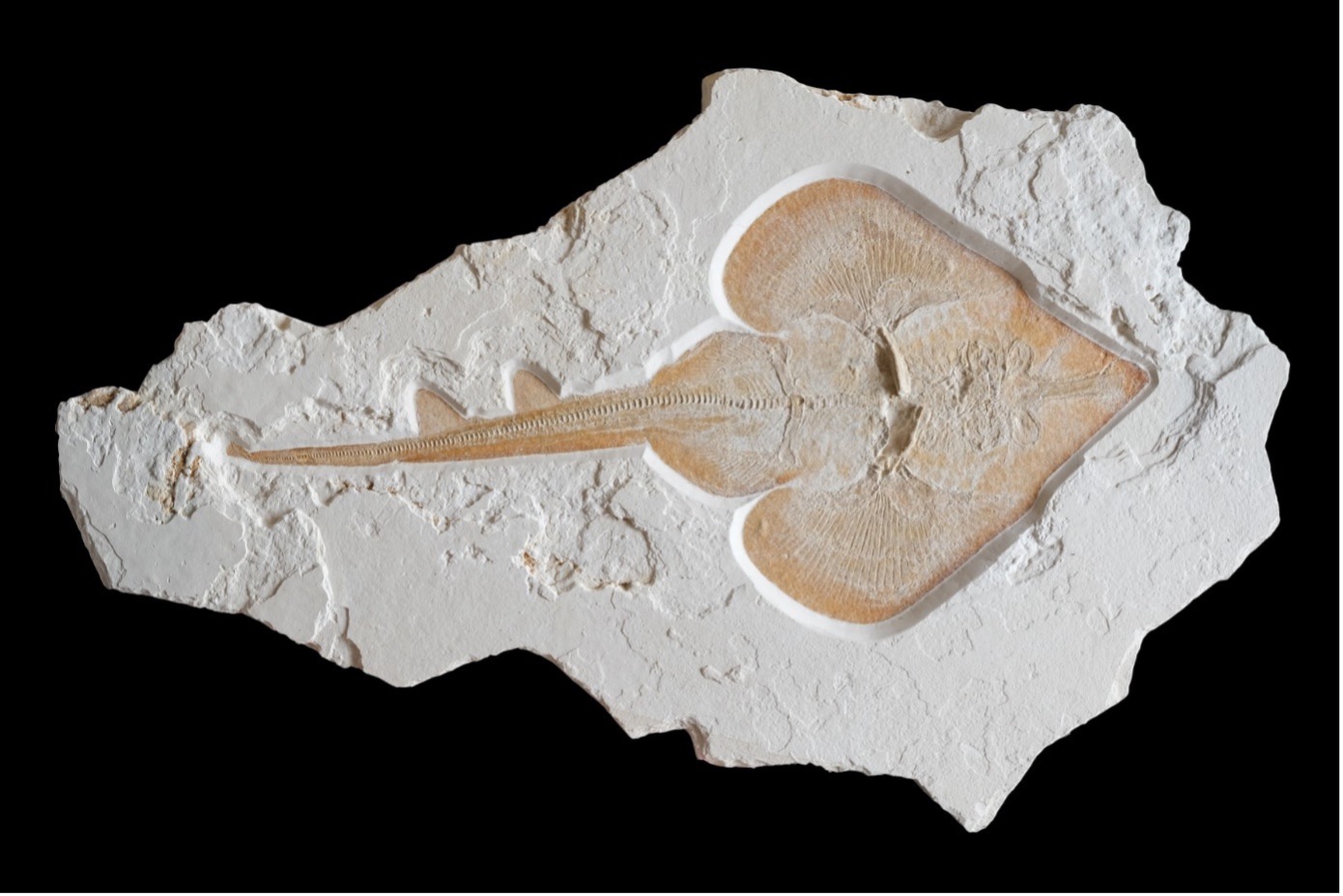 Dieses detailliert präparierte Fossil stammt von einer neu entdeckten Rochen-Art aus dem bayrischen Painten. © Dinosaurier Museum Altmühltal