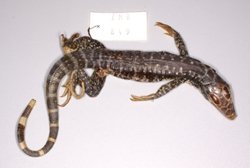 Tupinambis-teguixin_Baenderteju_Tillack_MfN