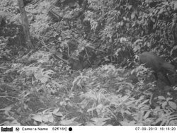 S_saola_cameratrap1_2013.jpg