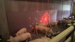 Schwein3.jpg