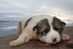 ThomasBauer_Hundewelpe-klein_natur.jpg
