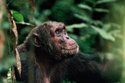 Virunga_Schimpanse.jpg