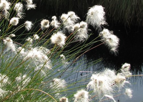 Auch Wollgras gibt es zu sehen. Foto: Kreis Minden-Lübbeke Auch Wollgras gibt es zu sehen. Foto: Kreis Minden-Lübbeke