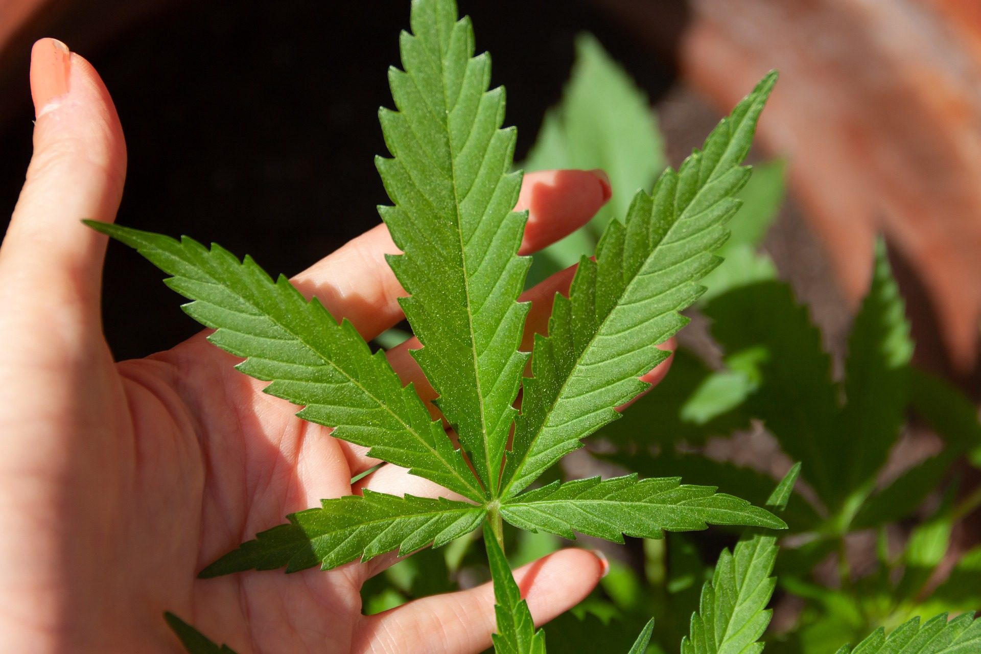 Symbolbild Cannabis