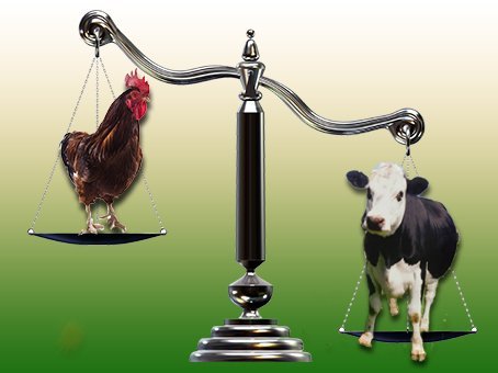 chicken-vs-cow