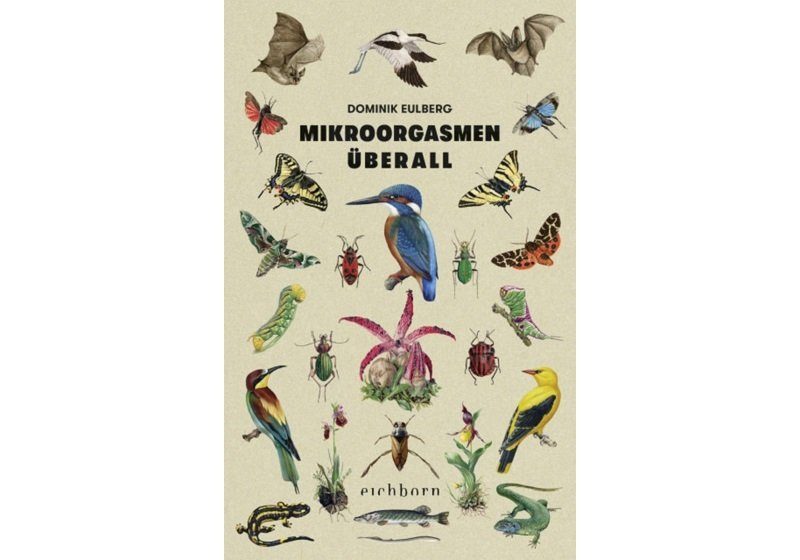 Cover MIKROORGASMEN ÜBERALL
