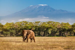 Afrikanischer Elefant vor Kilimandscharo