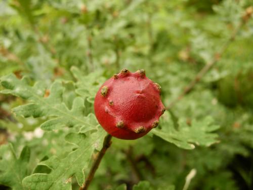 gallapfel-klein.jpg