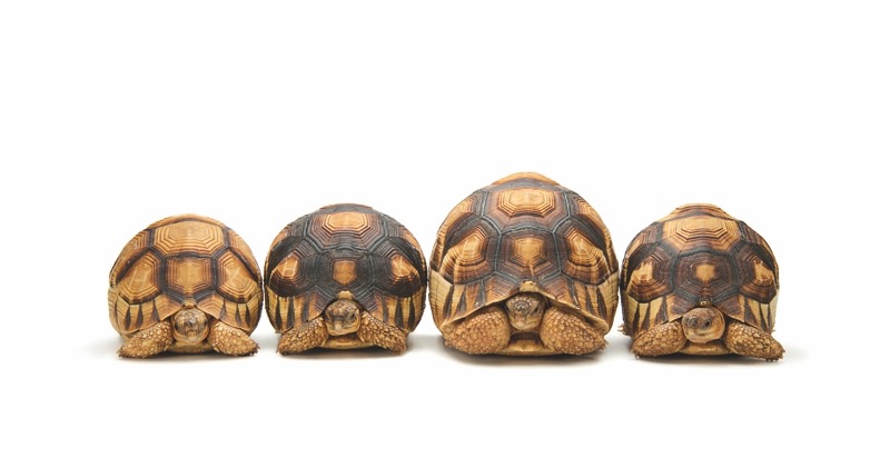 Seltene Spezies: Diese vier Madagassischen Schnabelbrustschildkröten wurden bei einem Schmuggler beschlagnahmt und leben heute im Zoo von Atlanta. (Foto: Joel Sartore/NG Buchverlag)