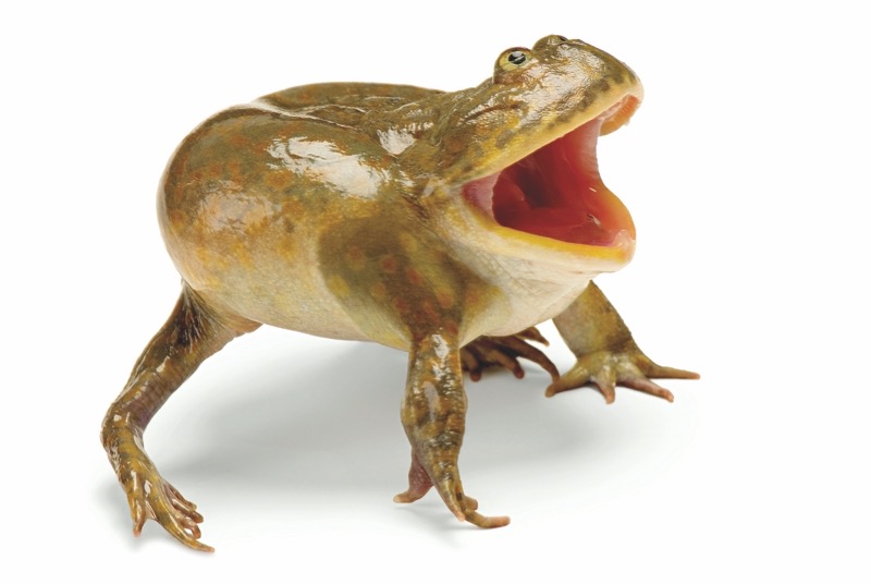 Der tennisballgroße Chaco-Pfeiffrosch hat es in sich. Der