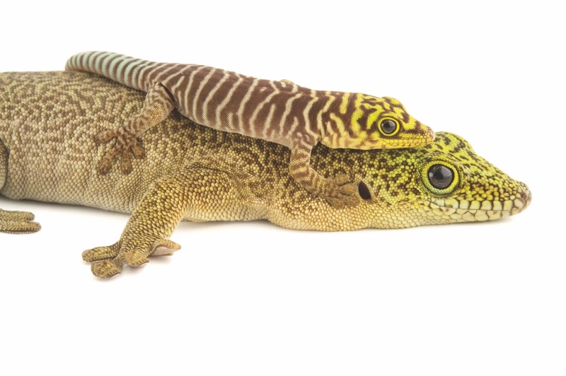 Behutsam schmiegt sich das Querstreifen-Taggecko-Baby an seine Mutter. Diese Echsengattung ist auf Madagaskar heimisch. (Foto: Joel Sartore/NG Buchverlag)