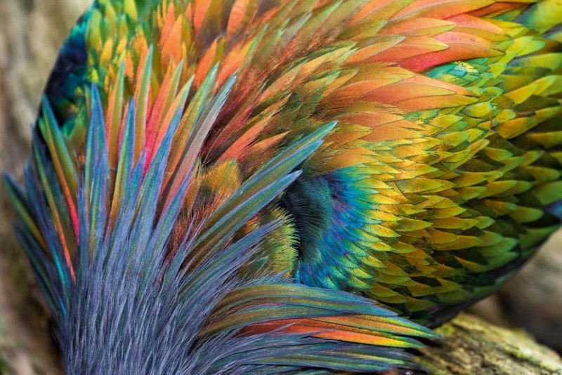 Das bunte Federkleid der Nikobarentauben schillert je nach Lichteinfall in unterschiedlichen Farbnuancen. Vermutet wird, dass die vielen Farben die Fressfeinde verwirren und ablenken sollen. (Foto: Konrad Wothe)