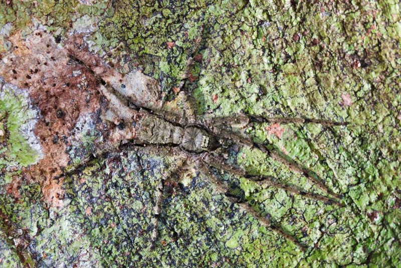 Diese graubraune Spinne zählt vermutlich zu den Riesenkrabbenspinnen. Gut getarnt auf der Baumrinde erwartet sie ihre Beute, denn ein Netz spinnt sie nicht. (Foto: Konrad Wothe)