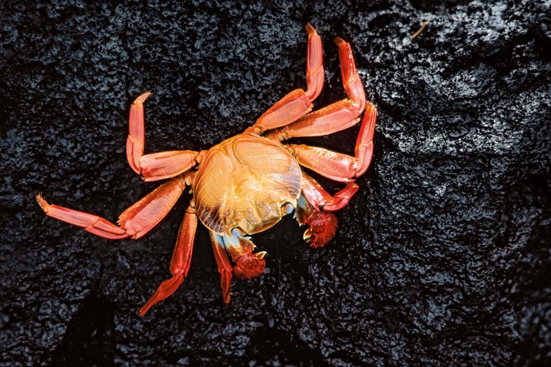 Krabbe_Galapagos