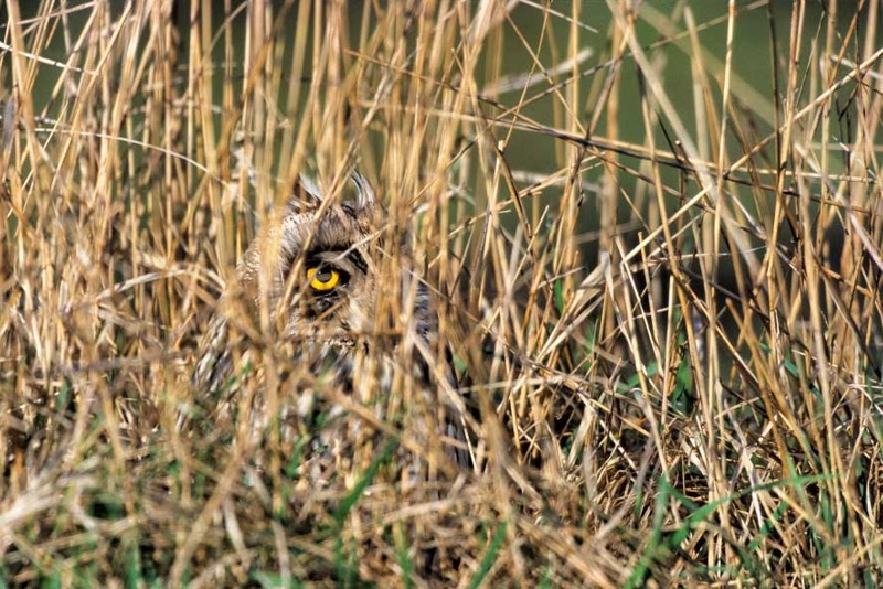 Die Sumpfohreule sitzt bestens getarnt im hohen Gras und wartet darauf, dass ihr eine Maus vor den Schnabel läuft. Das Gras schirmt sie beim Brüten auch vor den Augen hungriger Fressfeinde ab. (Foto: Konrad Wothe)