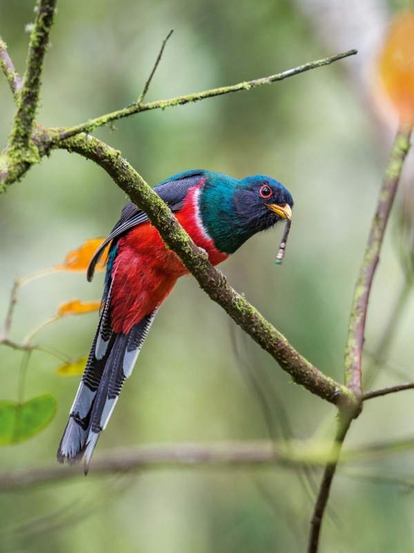 Trogon